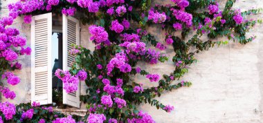 Yaz mevsiminde çiçek açan buganville çiçekleri - İtalyan evinin geleneksel pencereli dış dekorasyonu
