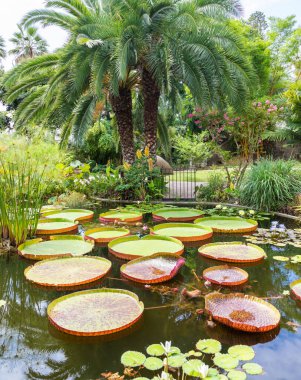 Nilüferli ve palmiyeli bir su bahçesi. Rahatlamak için dışarısı sakin..
