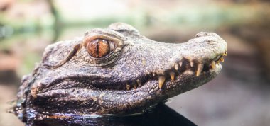 Cuvier Caiman - Paleosuchus palpebrosus. Sürüngen yırtıcı, tropikal vahşi yaşam