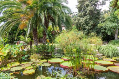 Nilüferli ve palmiyeli bir su bahçesi. Rahatlamak için dışarısı sakin..