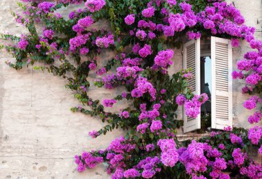 Yaz mevsiminde çiçek açan buganville çiçekleri - İtalyan evinin geleneksel pencereli dış dekorasyonu