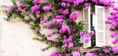 Yaz mevsiminde çiçek açan buganville çiçekleri - İtalyan evinin geleneksel pencereli dış dekorasyonu