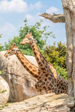 Kenya 'daki doğal rezerv. Safari parkında birkaç zürafa. Savanadaki vahşi yaşam hayvanları.
