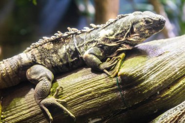 Yeşil İguana: İguana cinsinin büyük, ağaçsı, çoğunlukla otçul türleri.