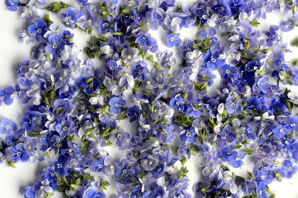 Hintergrund Mit Kleinen Blauen Blüten Veronica Chamaedrys Auch Bekannt Als Stockbild