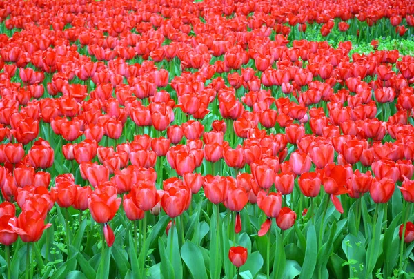 Feld Roter Tulpen Frühling — Stockfoto