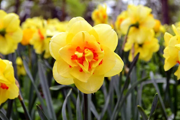 Fioritura Narciso Nel Giardino Esterno Primavera — Foto Stock