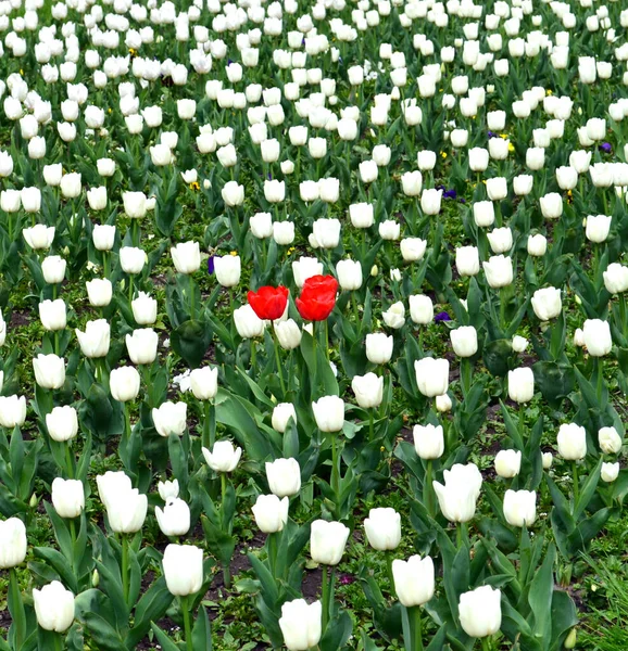 Piros Tulipán Fehér Tulipánok Mezején — Stock Fotó