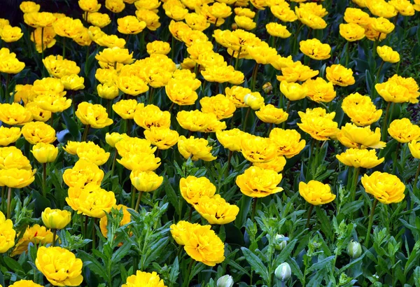 Yellow field of peony tulips in a flower garden in springtime