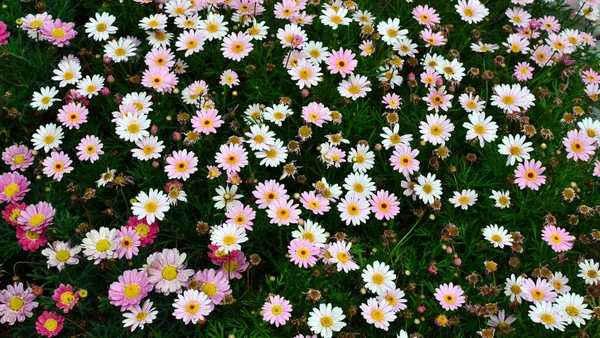 Feld Mit Kleinen Weißen Und Rosa Gänseblümchenblümchen Muster — Stockfoto