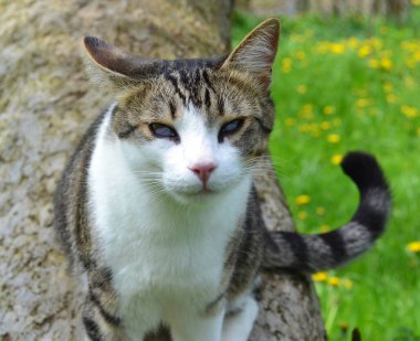 Üçüncü göz kapağı hastalığı olan bir kedi.