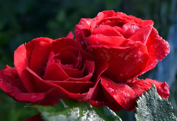 Red wet rose  with morning dew