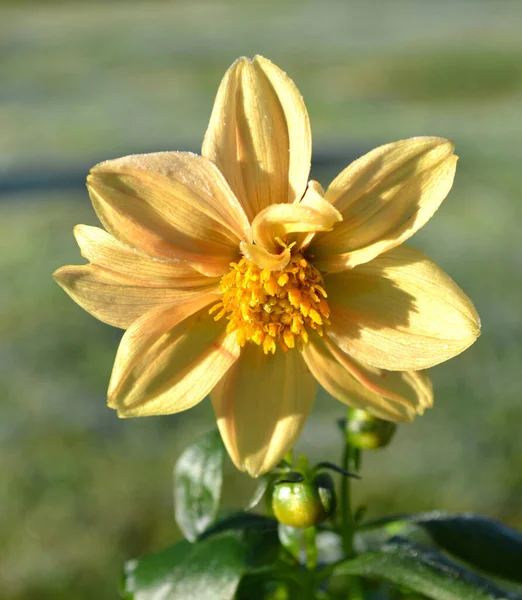 Amarelo Dahlia Tuberosa Planta Herbácea Perene Asteraceae — Fotografia de Stock