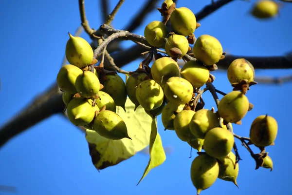 Imperatriz Paulownia Árvore Fruta Sobre Céu Azul — Fotografia de Stock