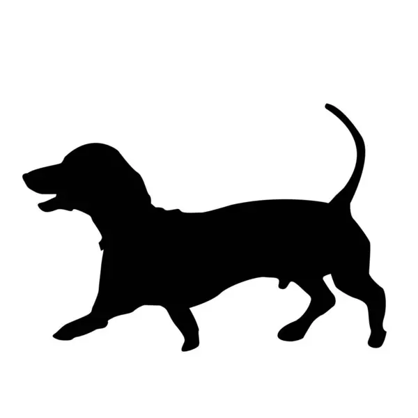 Σιλουέτα Του Σκύλου Dachshund Λευκό Φόντο — Διανυσματικό Αρχείο