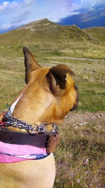 Bir dağ manzarasında bandanası olan Amerikan teriyer köpeği.