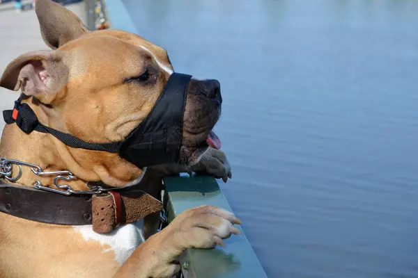 Amerikansk Staffordshire Terrier Hund Står Bakbenen Tittar Sjö — Stockfoto