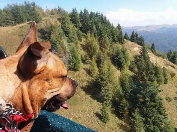 American Staffordshire Terrier Σκυλί Ένα Ορεινό Τοπίο Κοιτάζοντας Έλατα — Φωτογραφία Αρχείου