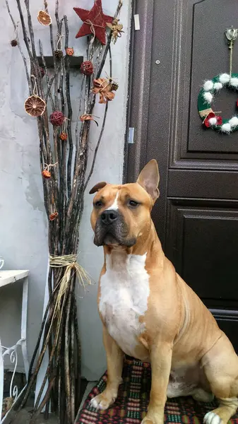 ドアの前に立っているアメリカのスタッフォードシャーテリア犬 — ストック写真