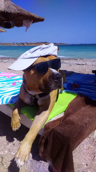 American Staffordshire Terrier Dog Bandana Cap Sunglasses Lying Beach — Stock Photo, Image