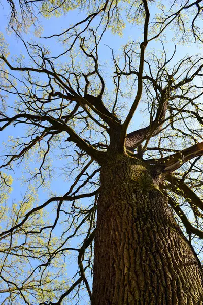 Sessile Oak siluet gövdesi. Mavi gökyüzüne karşı İrlanda meşesi