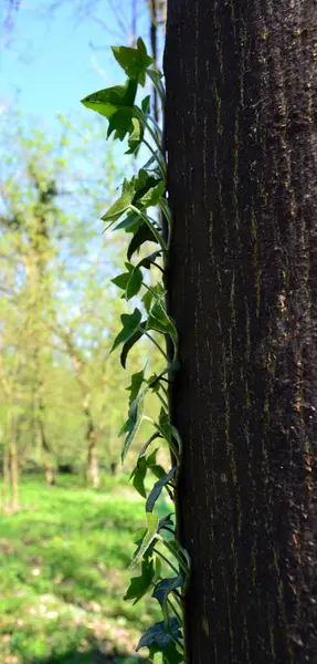 Ivy Climbing Tree Trunk — Stock Photo, Image