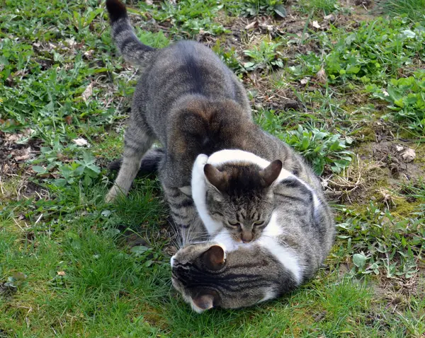 Cats Fighting Outdoor Cat Bites Another Cat — Stock Photo, Image