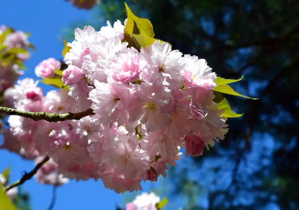 Japońska Wiśnia Kwitnąca Kwiat Wiśni Orientalnej Sakura — Zdjęcie stockowe