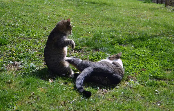 Chats Battant Dans Jardin — Photo