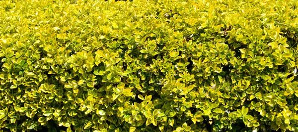 Evergreen Spindel Bakgrund Gyllene Japanska Euonymus — Stockfoto