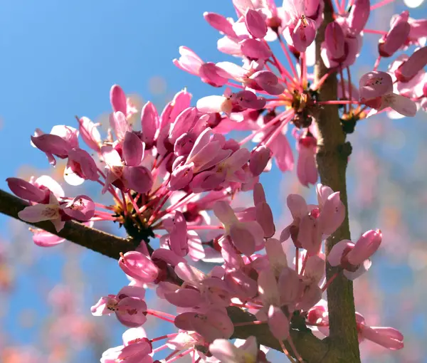犹大树 地中海红芽 可爱的花朵 — 图库照片#