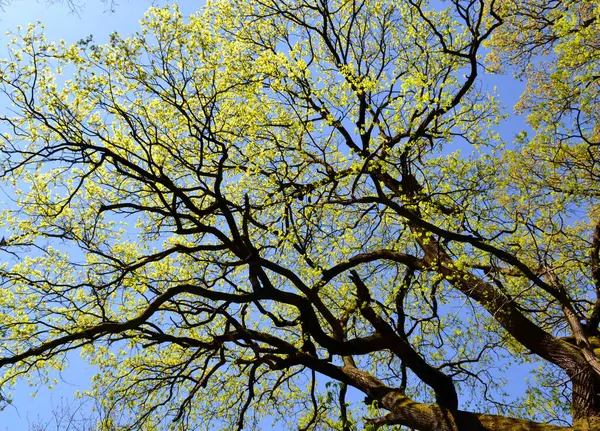 ノルウェーのメープルツリー クリムゾン キングツリー ボスニアの偉大なメープル — ストック写真