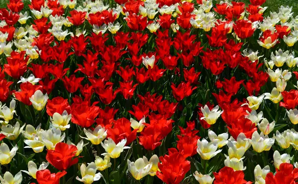 Czerwone Białe Tulipany Tło — Zdjęcie stockowe