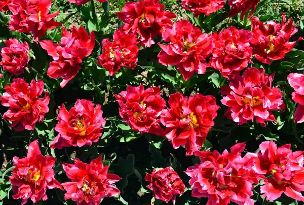 Rote Tulpen Pfingstrosen Hintergrund — Stockfoto
