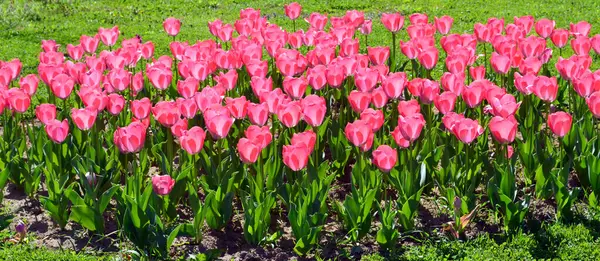 Wiersz Różowych Tulipanów Granica Kwiatów Tulipanów — Zdjęcie stockowe