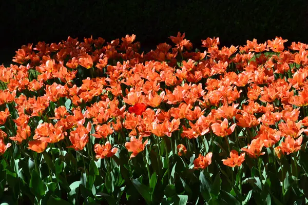 Řada Červených Tulipánů Okraj Tulipánových Květin — Stock fotografie