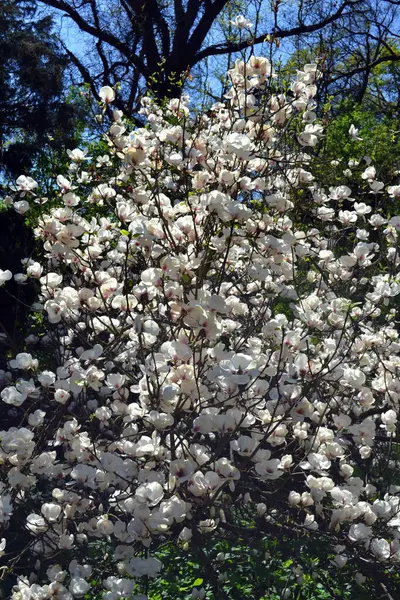 Árbol Blanco Magnolia Contra Cielo Azul —  Fotos de Stock