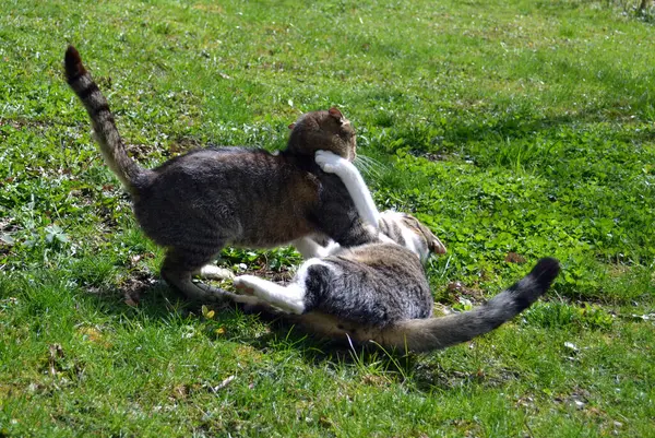 Två Katter Slåss Gräset — Stockfoto