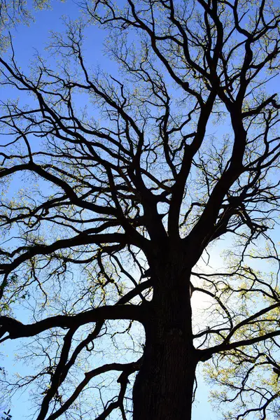 Sessile Oak Silhouette Irish Oak Suny Sky — Stock Photo, Image