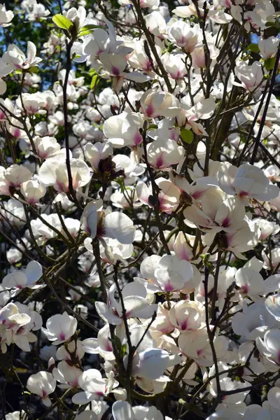White Magnolia Inflorescence Floral Background — Stock Photo, Image