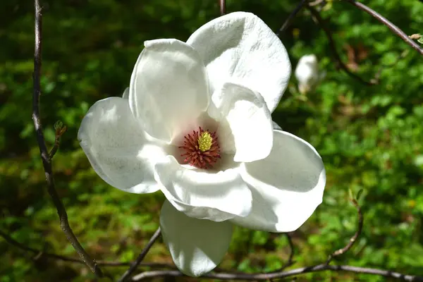 緑色の背景に白いマグノリアの花 — ストック写真
