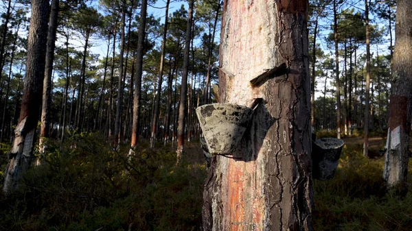Ovar Portekiz Deki Çam Ağaçlarının Gövdelerinden Doğal Reçinenin Çıkarılması — Stok fotoğraf