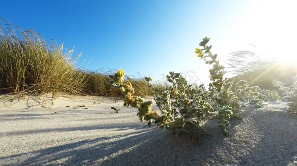 Sanddünen Einem Windigen Nachmittag Strand — Stockfoto