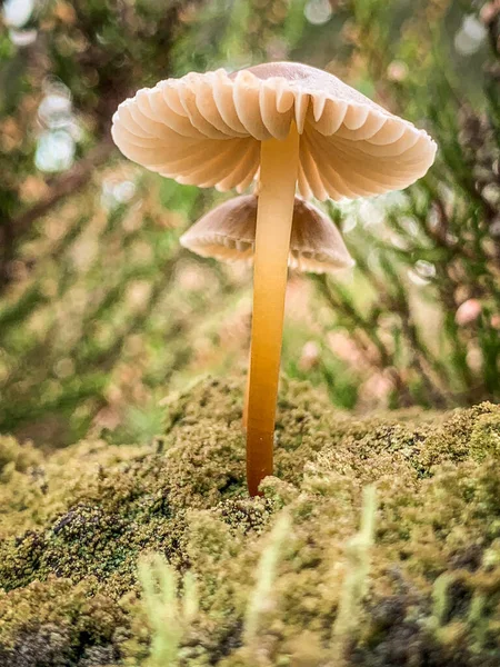 Gombafélék Közelsége Erdőpadlón — Stock Fotó