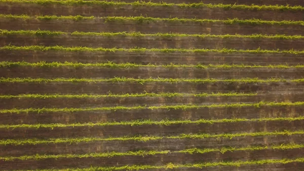 Luftaufnahme Reihen Von Weinreben Weinberg Portugal — Stockfoto