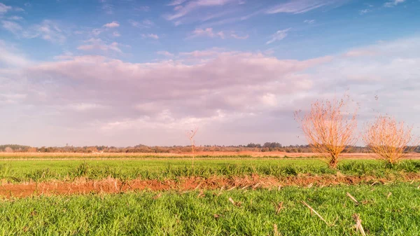 Проміжок Часу Зеленого Поля Сільський Пейзаж Заході Сонця — стокове фото