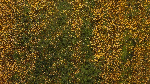 Antenni Näkymä Keltainen Päivänkakkara Kenttä Drone Kuvamateriaalia — kuvapankkivalokuva