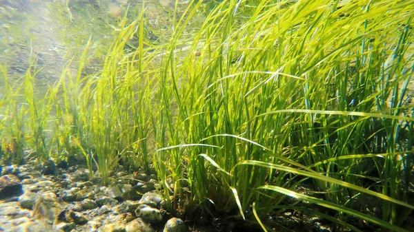 Clear Shallow Stream Underwater Weed Gently Swaying — Stock Photo, Image