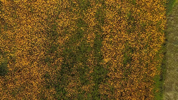 Widok Lotu Ptaka Pola Żółte Stokrotki Nagrań Drone — Zdjęcie stockowe