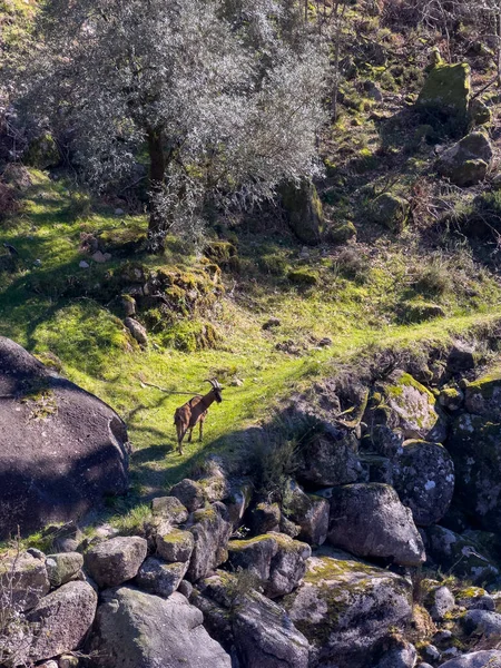 ポルトガル ペネダ ドイツ国立公園の山々にあるフェチャ バラハス滝 タヒチの滝とも呼ばれる 近くの水流に隣接するヤギの放牧 — ストック写真